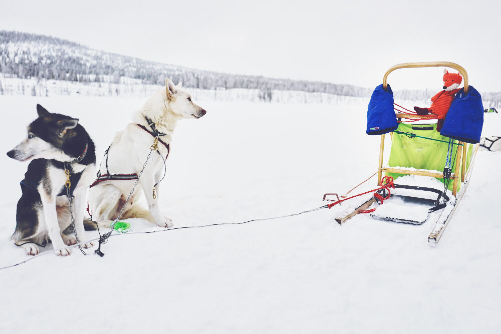Hundeschlitten Tour mit Alaskan Huskies in Schweden bei Wildact Adventure