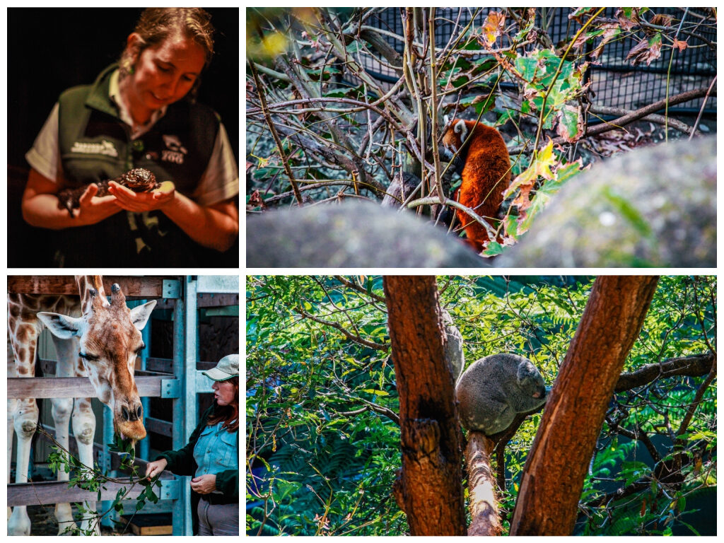 roar-and-snore-toronga-zoo-besuchen-4722868